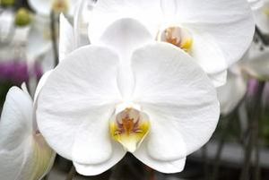 ORCHID. PHALAENO SENSATION WHITE .X45